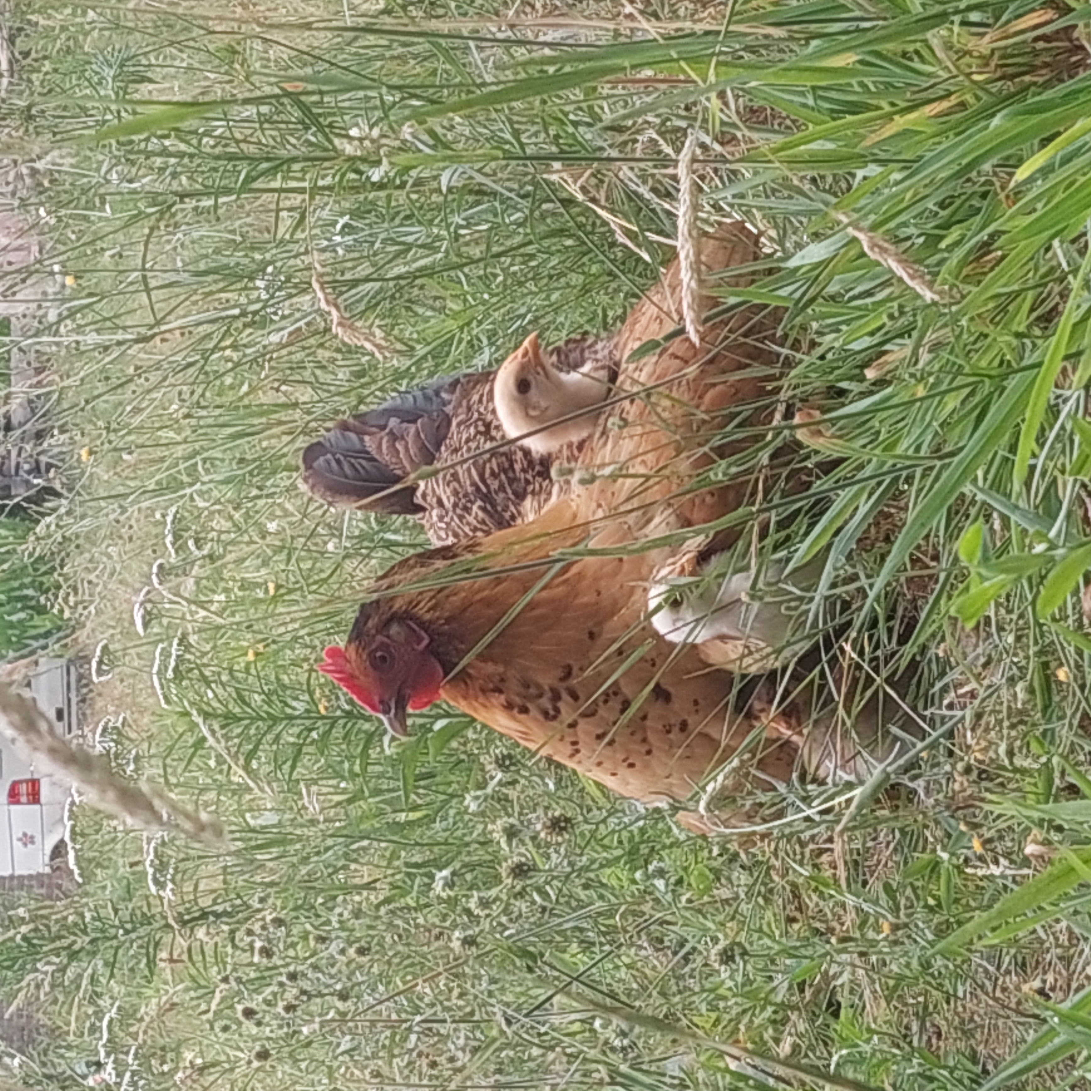 De luwtezone — natuur en rust