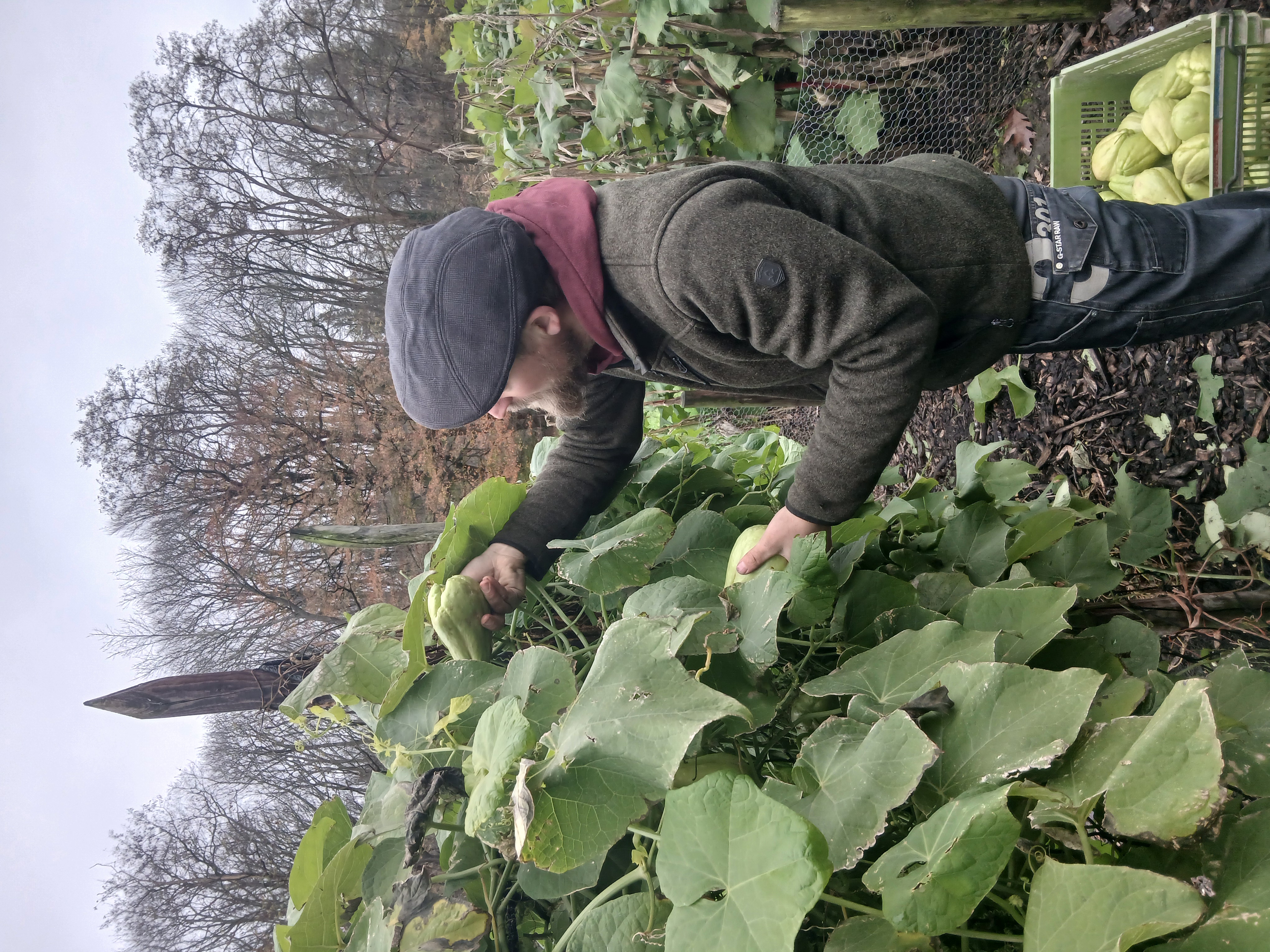 De no-dig moestuin met verse groenten