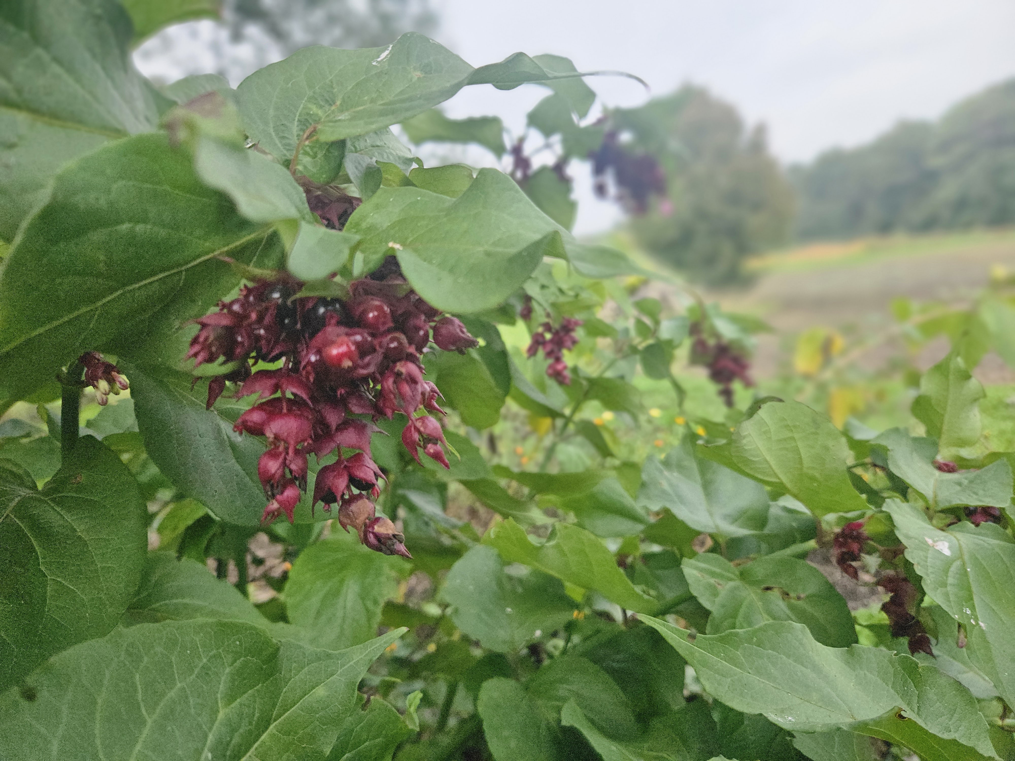 Aanleg van het foodsoulbos