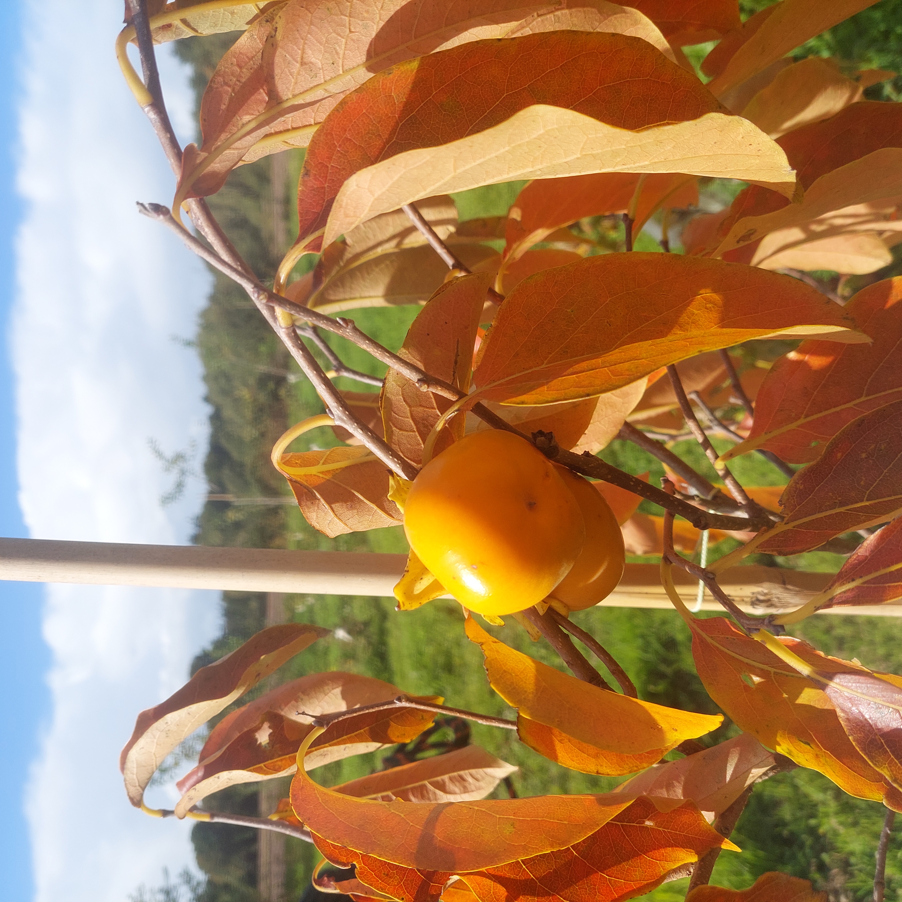 Overzicht van het voedselbos met diverse boomlagen