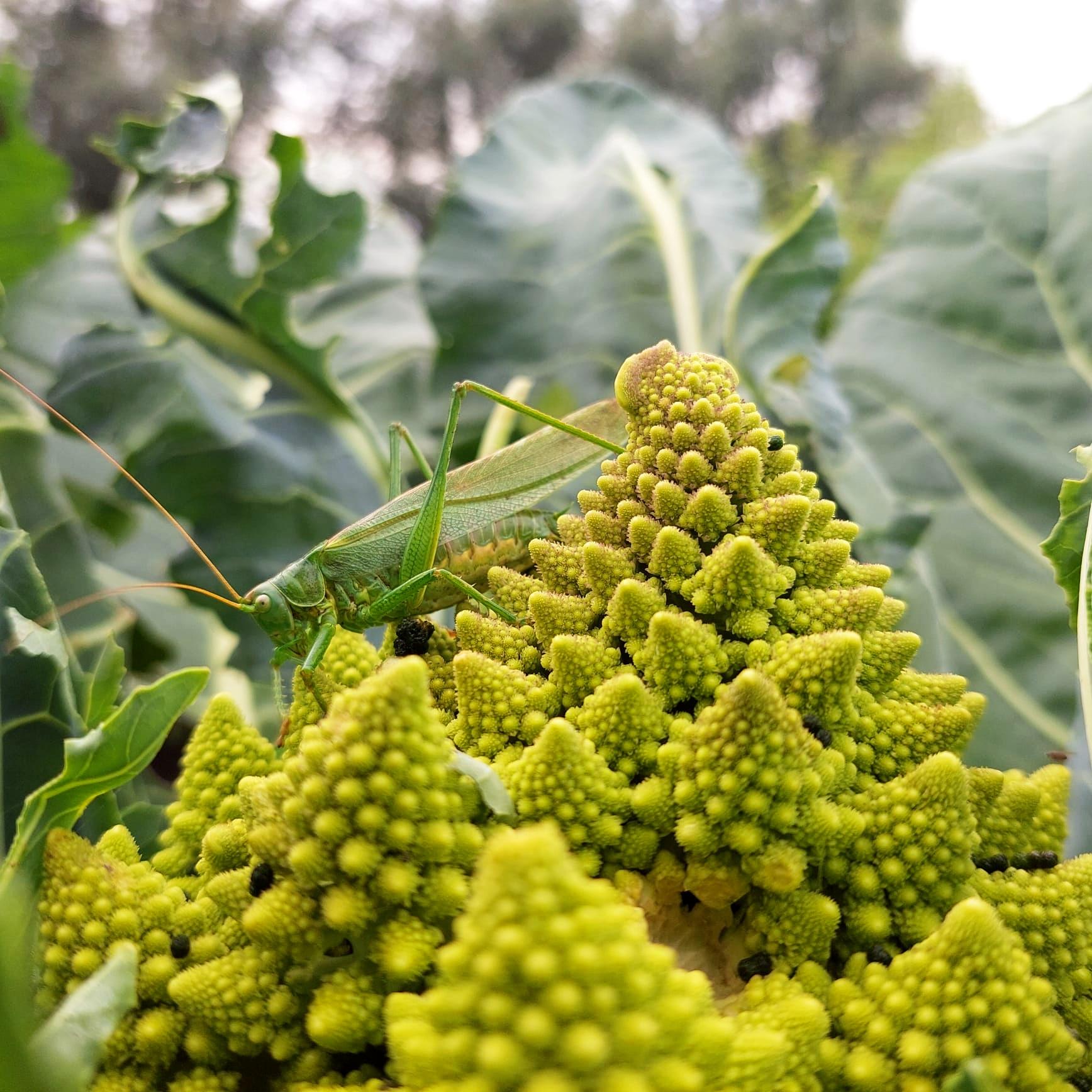 Uitzicht op het voedselbos