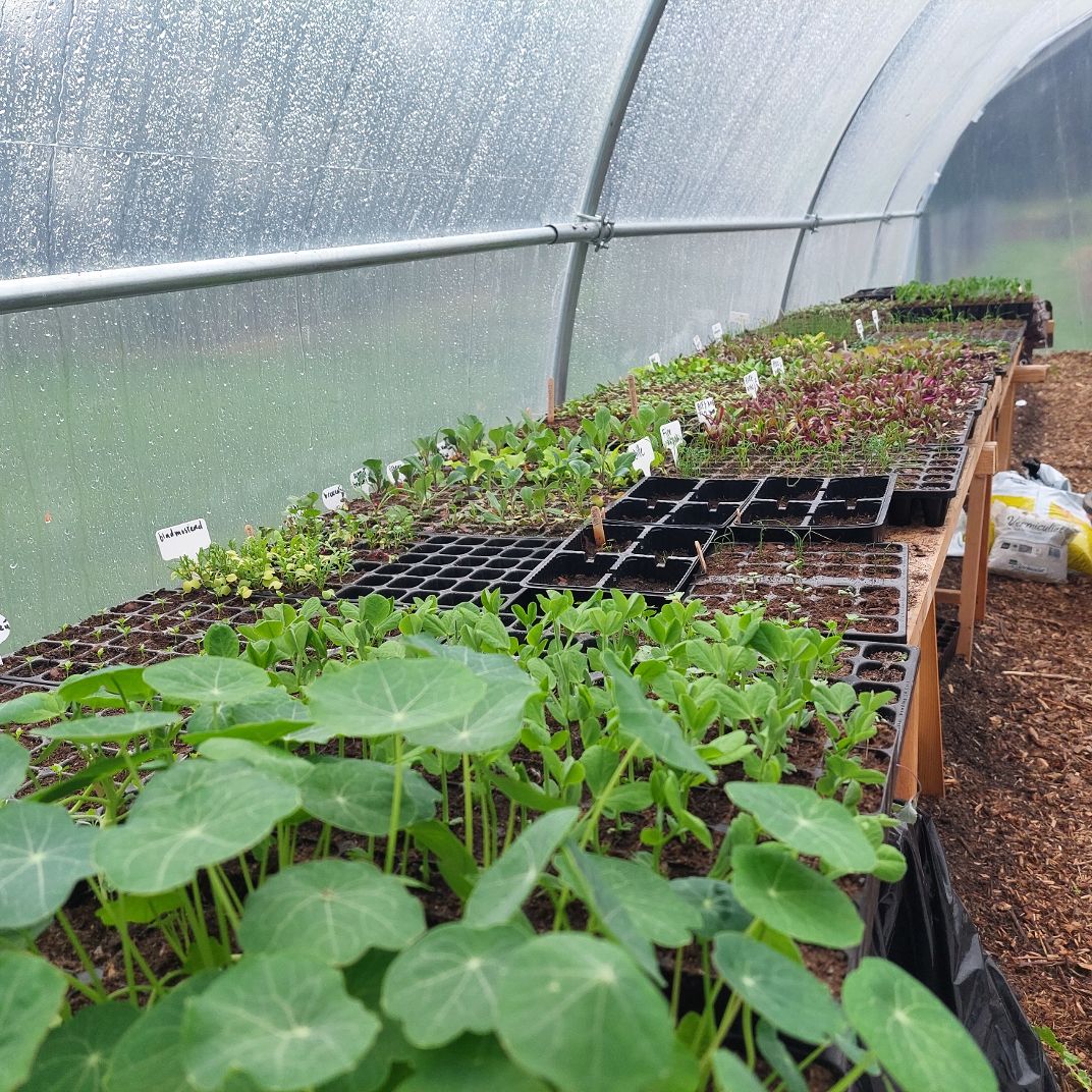 Zaailingen klaar om te planten